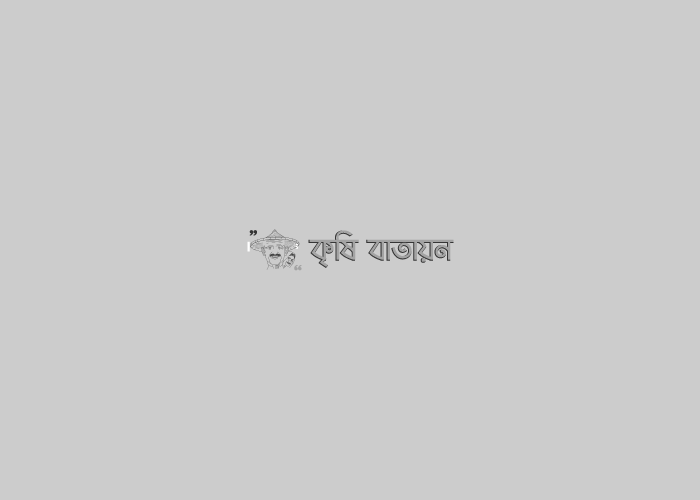 কৃষকের দুঃখ ধানের ব্লাস্ট রোগ ও করণীয়