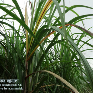 আখের কান্ডের মাজরা পোকা