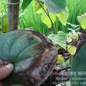 মেটে আলুর পাতা পোড়া রোগ