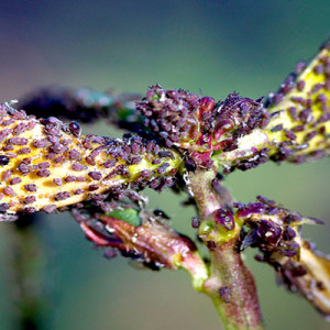 শিমের জাবপোকা বা এফিড