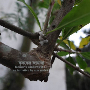 ডালিমের মিলিবাগ বা ছাতরা পোকা