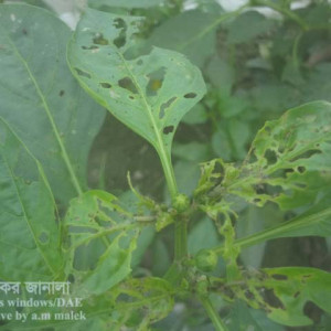 মিষ্টি মরিচের লেদা পোকা