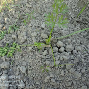 গাজরের কাটুই পোকা