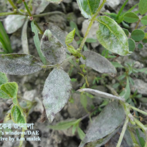 মুগের পাউডারী মিলডিউ রোগ