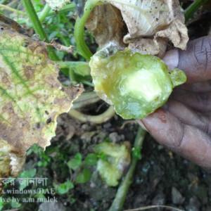 খিরার পিথিয়াম ফল পচা রোগ