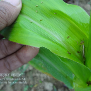 ভুট্টার ঘাসফড়িং