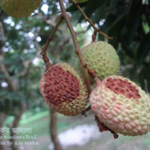 লিচুর এনথ্রাকনোজ রোগ
