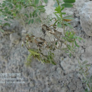 মসুরের হোয়াইট মোল্ড রোগ