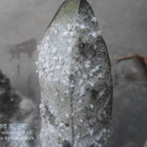 পেয়ারার সাদা মাছি পোকা